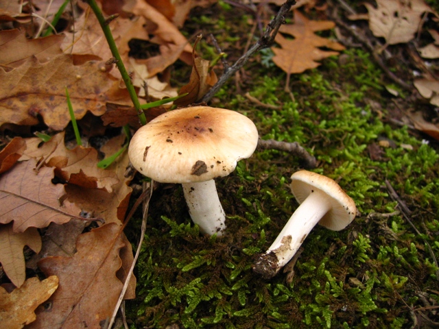 Escursione in querceto, finalmente i funghi!!!